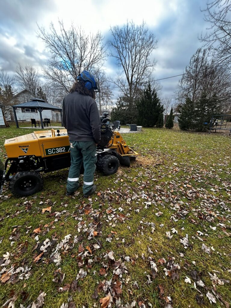 stump grinding 