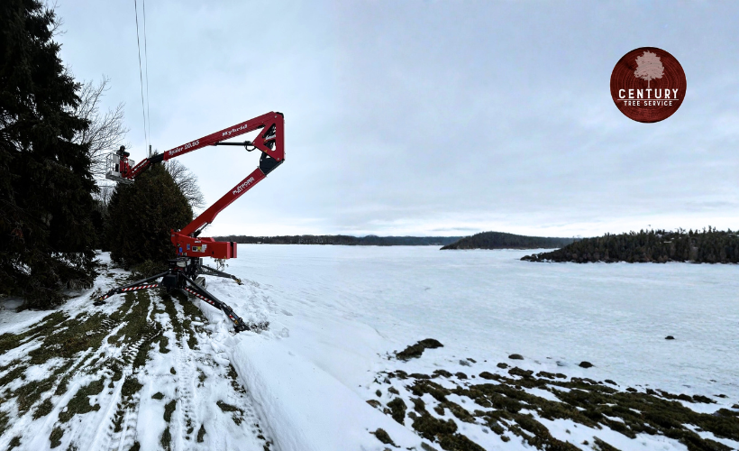 Winter Tree Removal Windsor Essex County Ontario