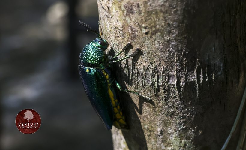 Metallic green emerald ash borer beetle crawling on rough tree bark