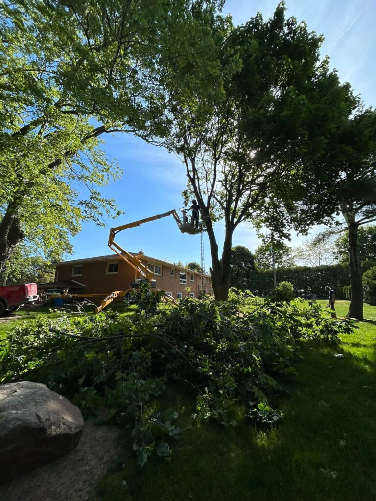 Large Tree Removal Windsor Ontario