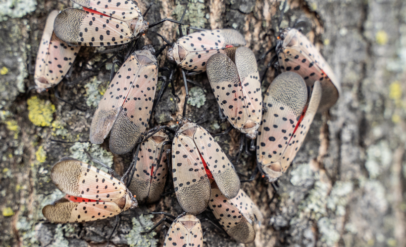 Spotted lanternfly