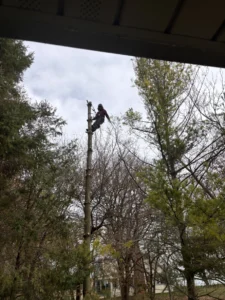 Century Tree Service photo 7