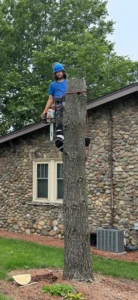 Century Tree Service photo 5