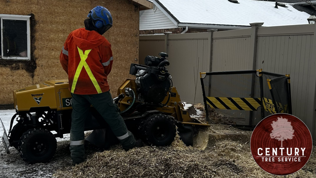 Stump Grinding Restores Safety and Usable Space