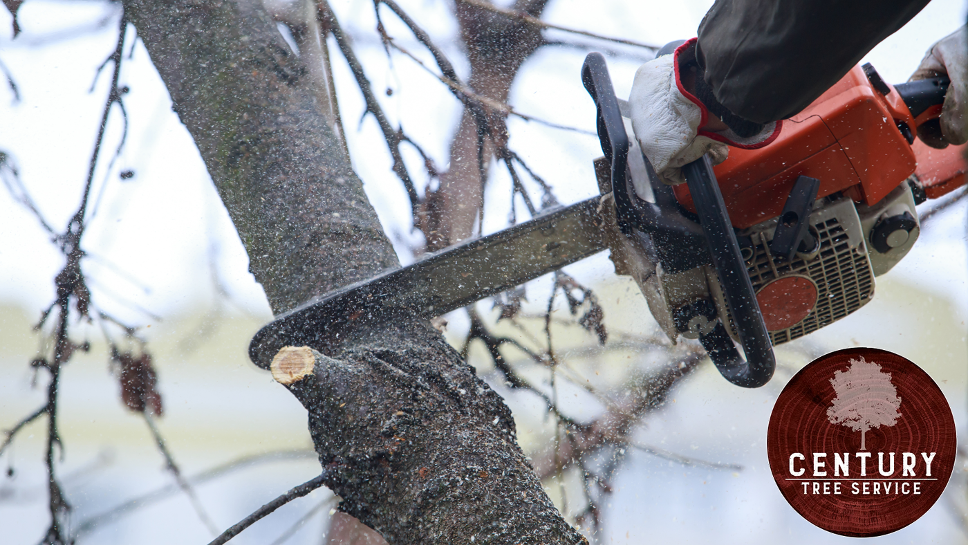 Why Regular Tree Trimming Is Essential for Healthy Landscapes