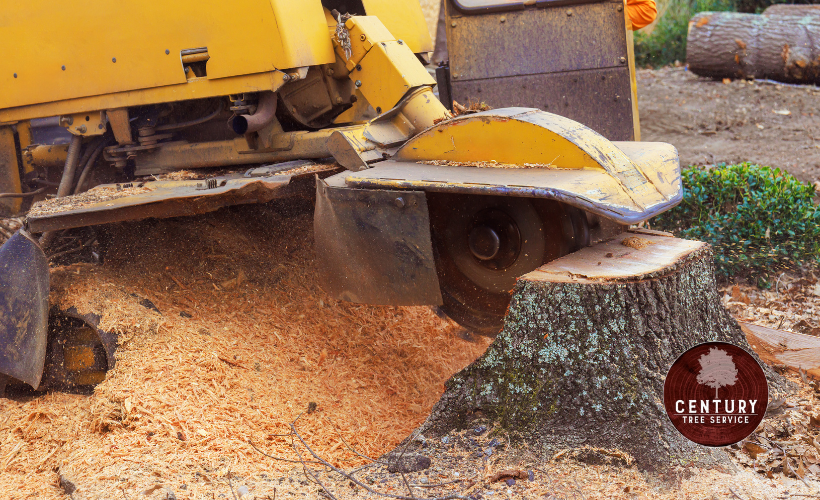 Stump Grinding Cost Guide