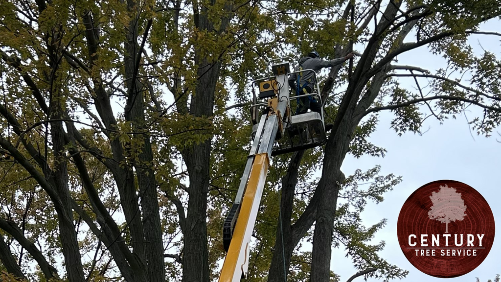 Tree Trimming Cost in Windsor-Essex County Ontario