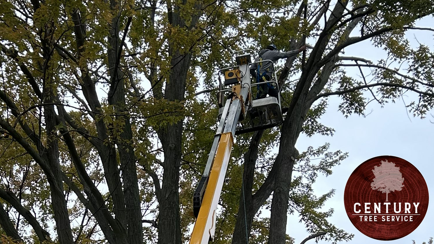 Tree Trimming Cost in Windsor-Essex County Ontario