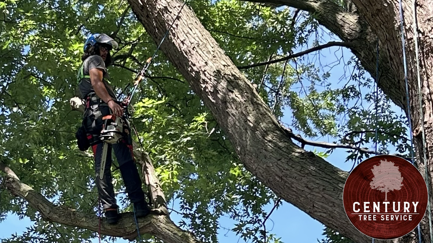 Tree trimming vs pruning Windsor Essex